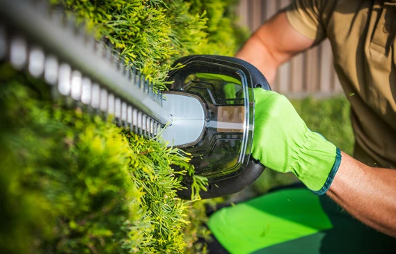 Scène extérieure de jardinage avec mains utilisant un sécateur rouge et noir pour tailler une branche feuillue verte