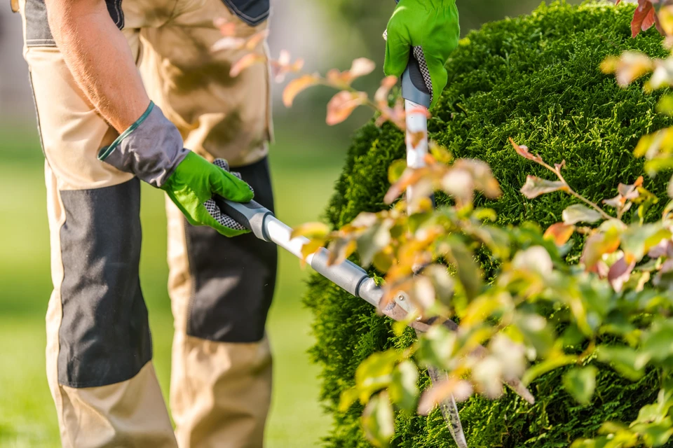 Homme en vêtements décontractés poussant une tondeuse à gazon thermique sur pelouse verte bien entretenue dans jardin résidentiel ensoleillé avec arbres en arrière-plan
