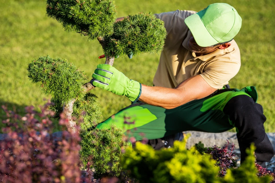Jardinier professionnel en tenue turquoise et pantalon de travail vert effectuant la taille d'un conifère nain dans un espace paysager extérieur